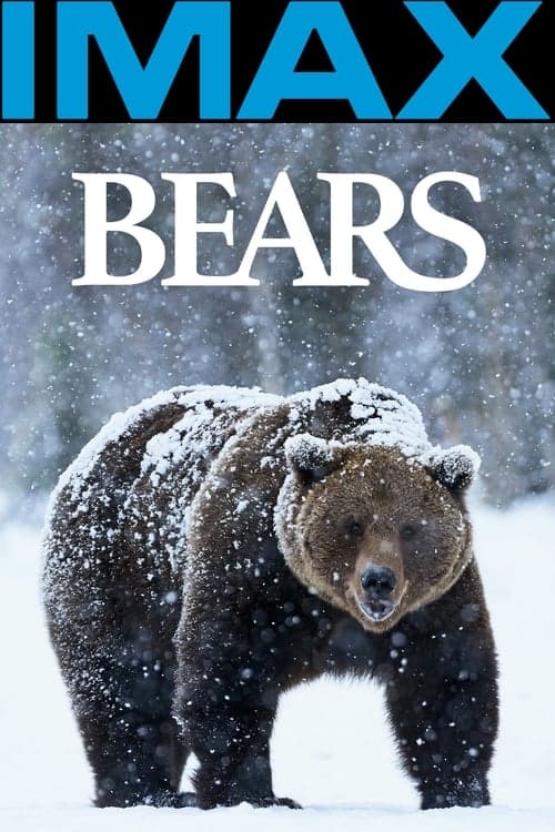 Bears (2004) Movie Poster